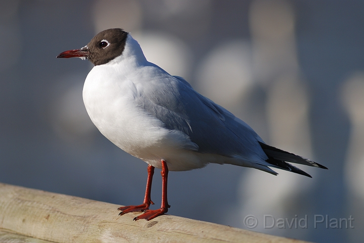Black-headed gull - A.jpg - Black-headed gull -Slimbridge